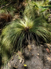 Calamagrostis effusa
