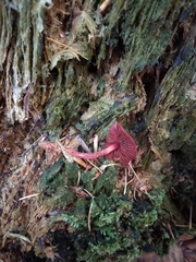 Cortinarius mirandus