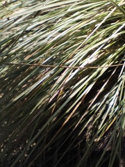 Calamagrostis effusa