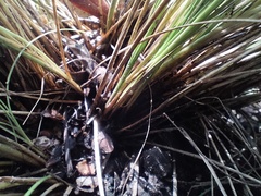 Calamagrostis effusa