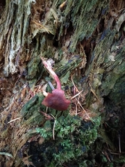 Cortinarius mirandus