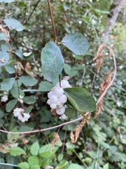 Symphoricarpos mollis