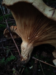 Lactarius intermedius