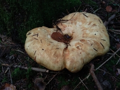 Lactarius intermedius