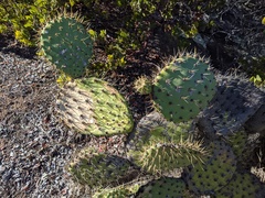 Opuntia oricola