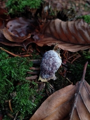 Nectriopsis violacea