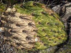 Opuntia oricola