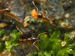 Carebara