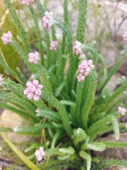 Lachnospermum umbellatum