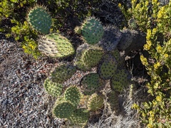 Opuntia oricola