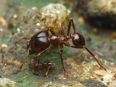Carebara