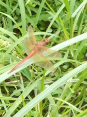 Libellula needhami