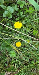 Ranunculus acris