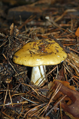 Russula ochroleuca