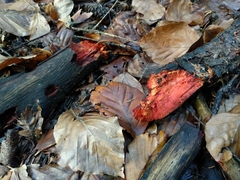 Phanerochaete sanguinea