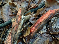 Phanerochaete sanguinea