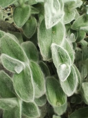Tradescantia sillamontana