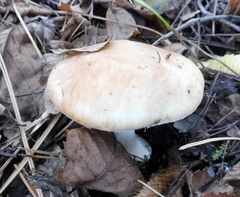 Leucocortinarius bulbiger