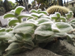Tradescantia sillamontana