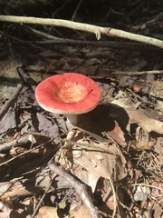 Russula silvicola