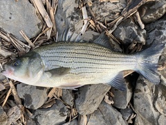 Morone chrysops × saxatilis