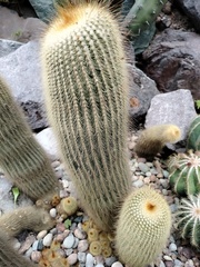 Parodia lenninghausii