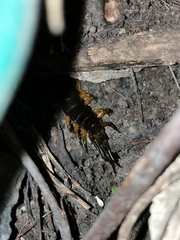 Scolopendra sumichrasti