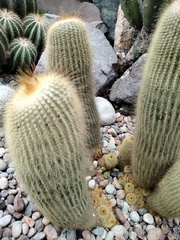 Parodia lenninghausii