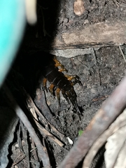 Scolopendra sumichrasti