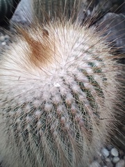 Parodia lenninghausii