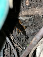 Scolopendra sumichrasti