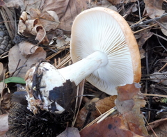 Leucocortinarius bulbiger