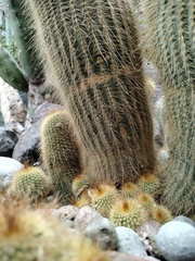 Parodia lenninghausii