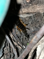 Scolopendra sumichrasti