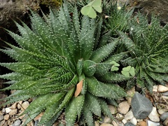 Aristaloe