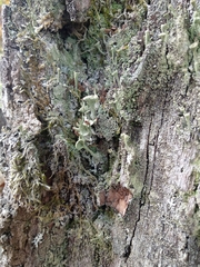 Cladonia fimbriata