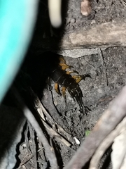 Scolopendra sumichrasti