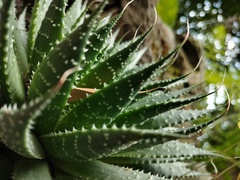 Aristaloe
