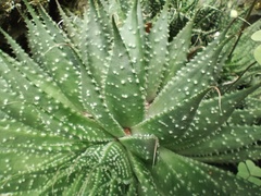 Aristaloe