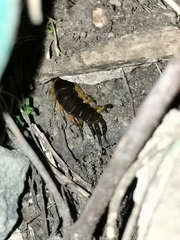 Scolopendra sumichrasti