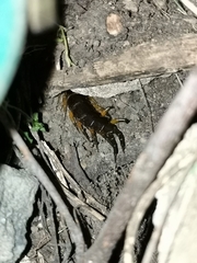 Scolopendra sumichrasti