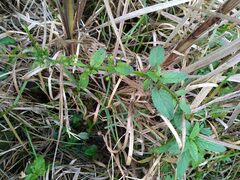 Scrophularia auriculata