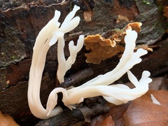 Clavulina rugosa