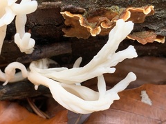 Clavulina rugosa