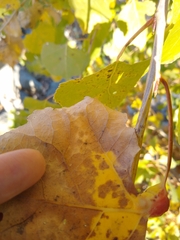 Pemphigus obesinymphae