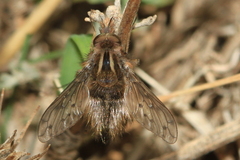 Diptera