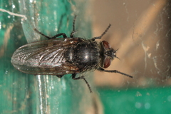 Diptera