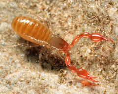 Microbisium parvulum