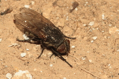 Diptera