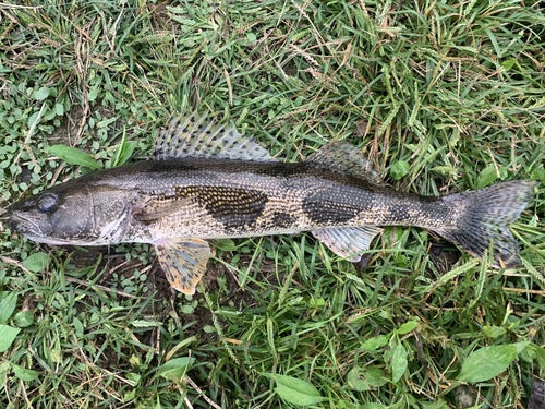 Sauger